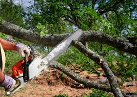 Best Lawn Dethatching Services  in USA